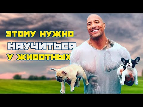 Чему нужно научиться