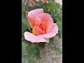 Au nom de la rose