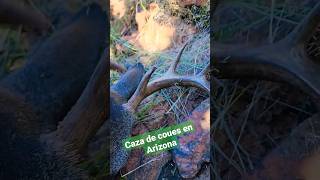 fantasma del deciero coues hunting