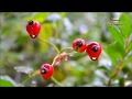 سحر قطرات الندى لايفوتك سحر قطرات الندى لايفوتك