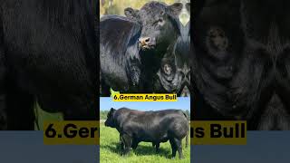 Top 10 biggest bulls in the world#top10#bulls#viral#short