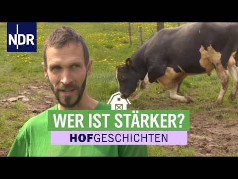 Video: Zwergweide: was ist charakteristisch und wo wächst sie?