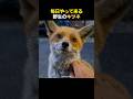 毎日野生のキツネを世話した結果···