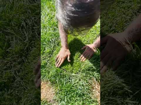 Repair Marathon Lawn - caused by Pet Pee Burn