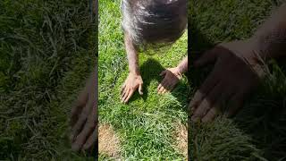 Repair Marathon Lawn - caused by Pet Pee Burn