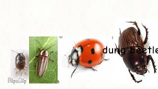 Insect size comparison beetle