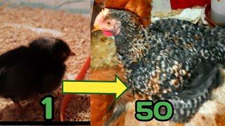 Chicken Growth From Day-1 To 50 day مراحل نمو الساسو