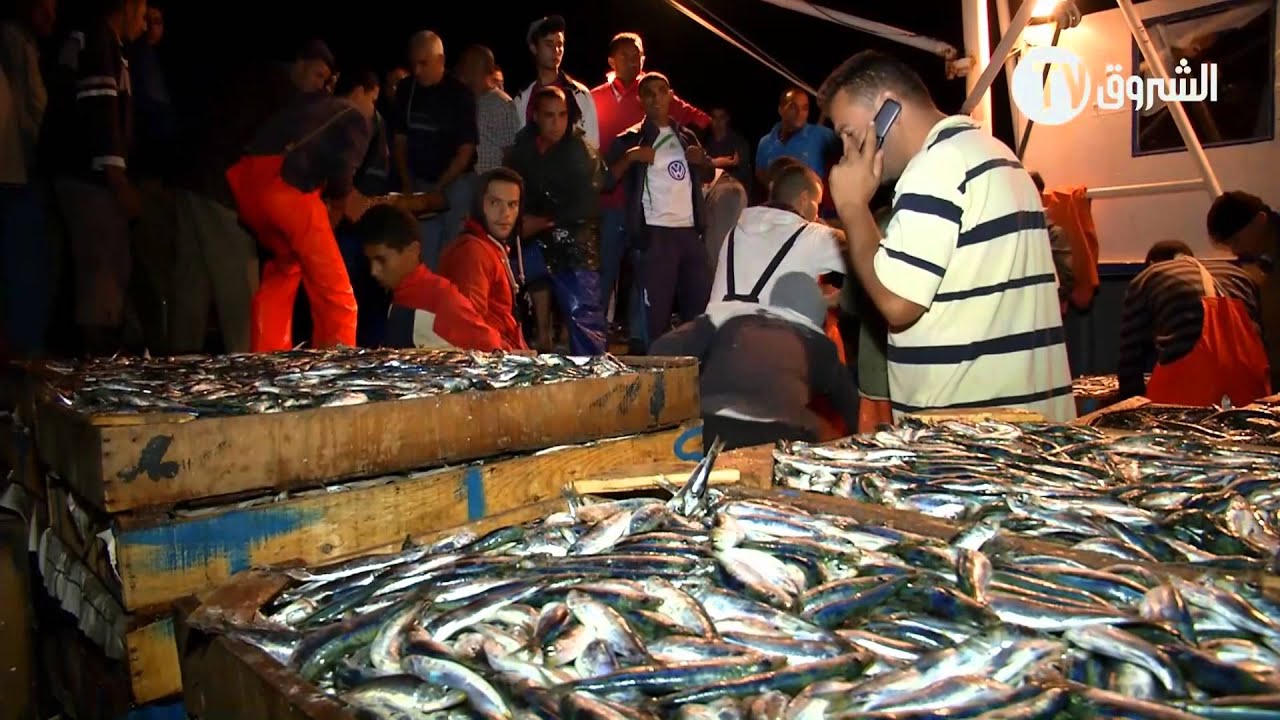 #الشروق تحقق ..#الرزق الأزرق... الثروة السمكية المحرومة على #الجزائريين 😱😱😱😱😱
