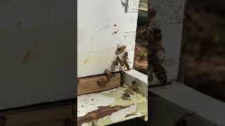 Virgin Honey Bee coming back from Mating Flight Looks Like 4-3-2021 Bravo’s Daughter