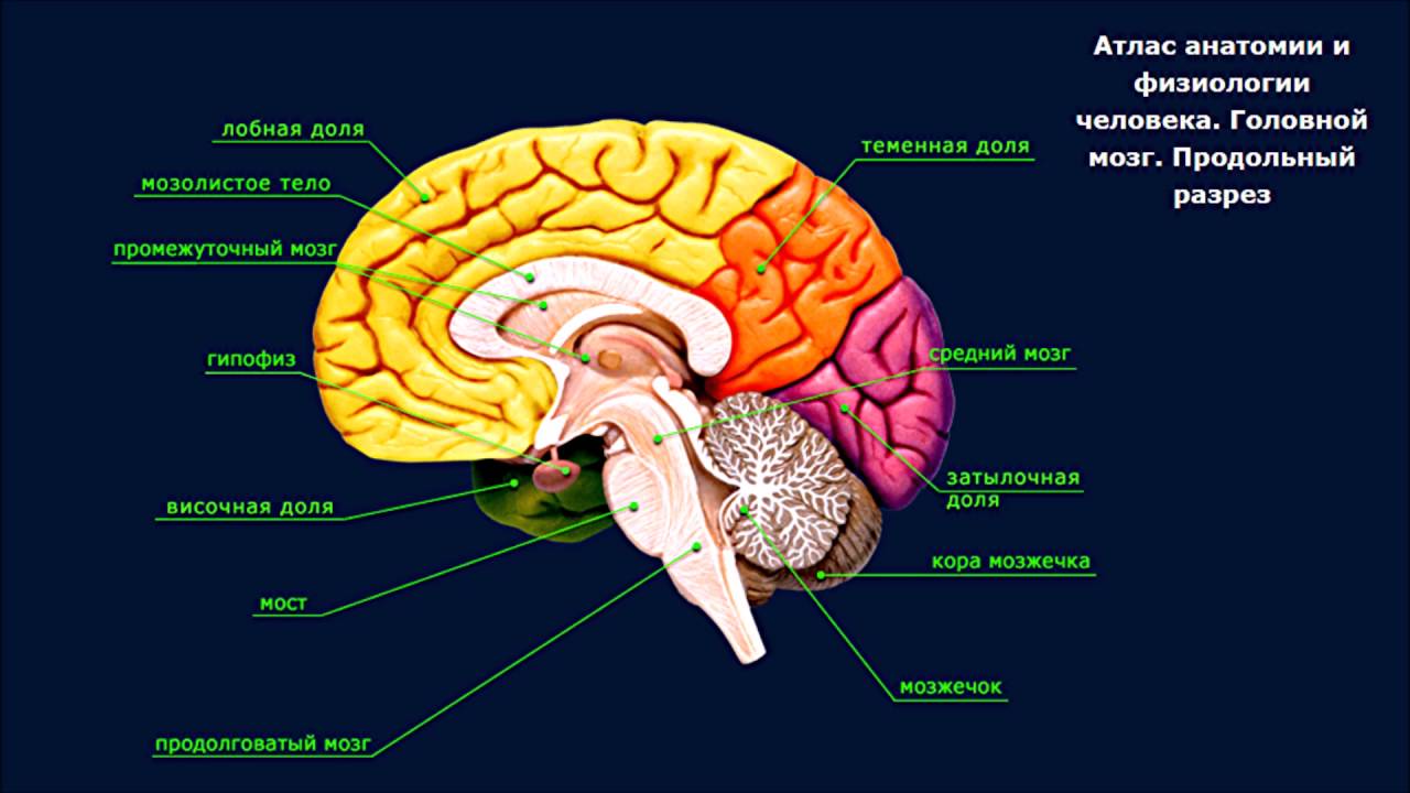 Головной мозг человека включает. Строение головного мозга в разрезе. Отделы головного мозга на продольном разрезе. Атлас строения головного мозга человека. Внутреннее строение головного мозга анатомия.