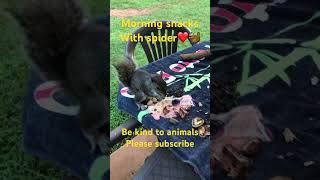 Spider #squirrel #animals #love #nature #backyard