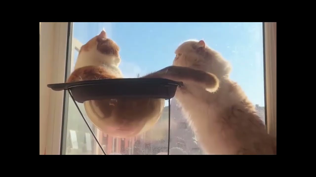 Cute Cats Fighting: Shocking Moments That Turn Absolutely Terrifying! Funny Cat Fight Compilation
