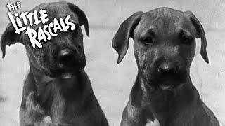 Pups Is Pups (1930) | Little Rascals Shorts | FULL EPISODE | Our Gang