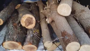 Заготовка древесины. Клен и яблоня.