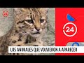 Increíble registro de animales que estaban desaparecidos en Chile | 24 Horas TVN Chile