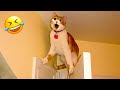 Funny Animal Videos 2023 😹 - Funniest Dogs and Cats Videos 😻 #38
