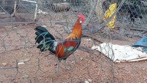 Gà mồi f2 mùa mới cho ae liên hệ ,0967673602