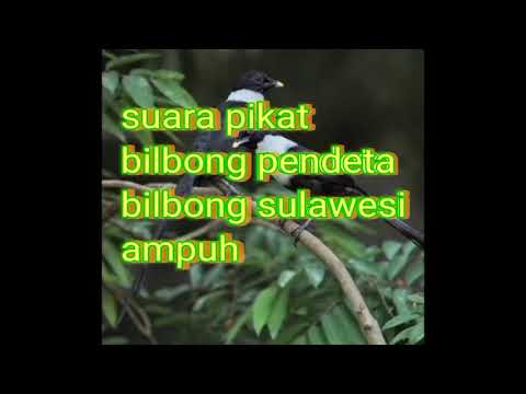 SUARA PIKAT BILBONG PENDETA SULAWESI FULL SUARA KERAS
