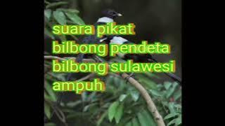 SUARA PIKAT BILBONG PENDETA SULAWESI FULL SUARA KERAS