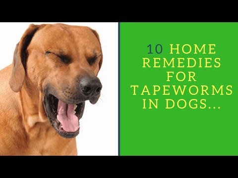 Vídeo: Como se livrar de tapeworms em cães