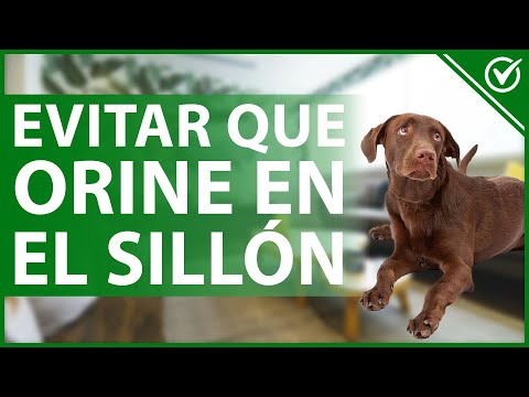 🐶 ¿Como evitar que mi PERRO se orine o haga PIPI en los MUEBLES, sofá o sillón? 🐶