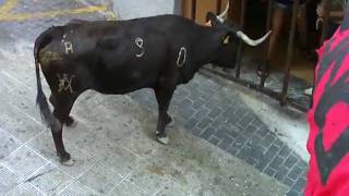 Fiesta Day 2 Moratalla