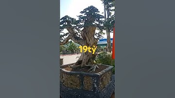 Cây duối 19 tỷ |@anhbayxunau #khuongdua # cây duối