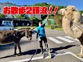 2頭流#Shorts