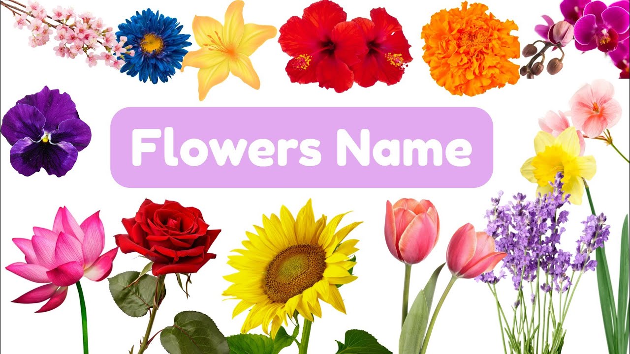 Flowers Name🌻🌷🌹in Hindi & English |  फूलों के नाम दिलचस्प तथ्यों के साथ। Kids Learning Video✨