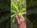 Harvesting fresh cilantro or coriander leaves from the garden with hand