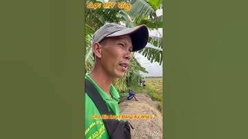 Chúc Bà Con Vụ Thu Đông Giá Lúa Tăng Trở Lại #loi84vlog #lua #xuhuongyoutube