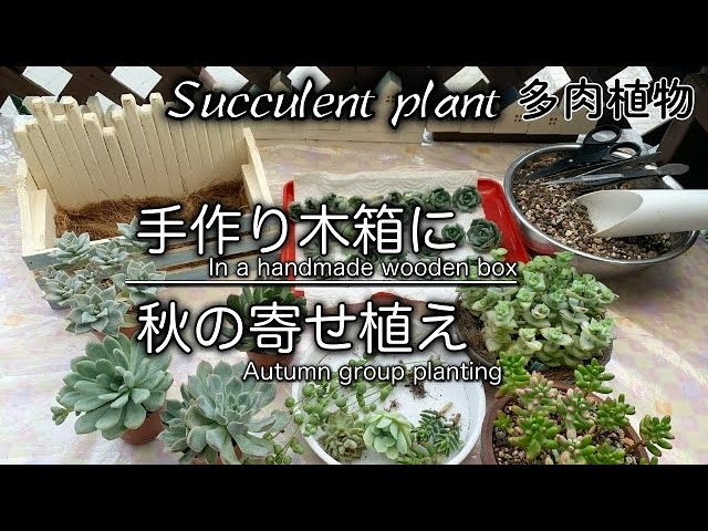 127 多肉植物 Succulent 手作り木箱に多肉寄植え Youtube