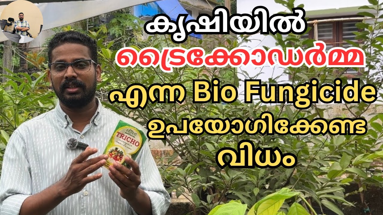 ട്രൈക്കോഡർമ്മ എന്ന Bio Fungicide ന്റെ ഗുണങ്ങളും, ഉപയോഗ രീതിയും | How to use Trichoderma malayalam
