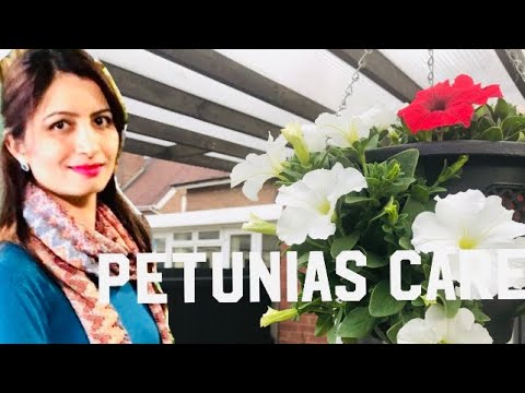 Deadheading Petunias || hanging baskets care || petunias ko jyada