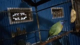 cucak kinoi nembak panjang