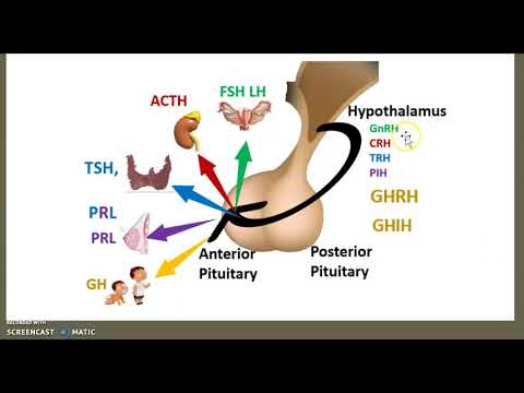 Circumventricular organs Blood Brain Barrier (part 3): Hypothalamus hypophyseal system USMLE minute