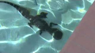 Gator In The Pool
