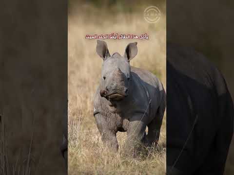 طائر يقوم بتخليص الثدييات الكبيرة من الطفيليات المسببة للأمراض مقابل التغذية 