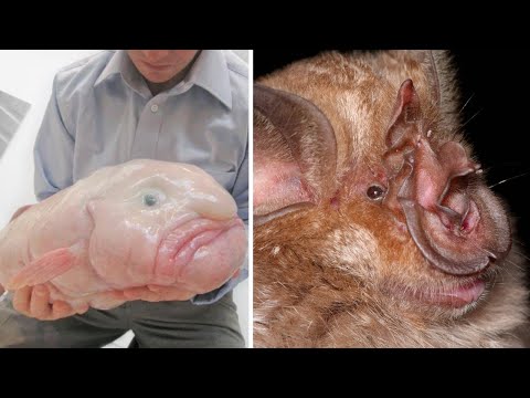 Ugliest Animals: Top 10 most ugly animals in the world