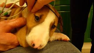 English Bull Terrier Puppies Baer Hearing Test. Good News, All Ped