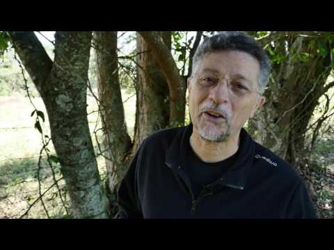 Vídeo: Energia Curativa Das árvores! - Visão Alternativa