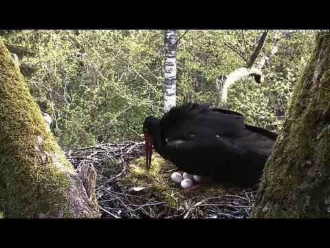 eesti energia Hatch watch. Black Stork nest, Estonia 2012