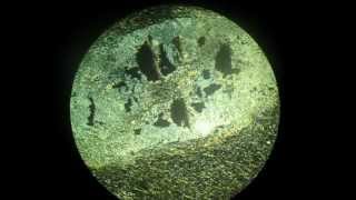 Andalusite in polarizing microscope