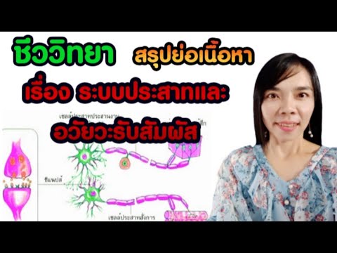 ชีววิทยา สรุปเนื้อหาย่อ เรื่องระบบประสาทและอวัยวะรับสัมผัส