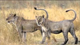 Dinosaur Discoveries Dilophosaurus