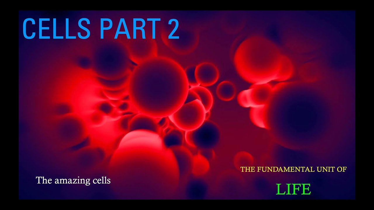 Sink into Science | Amazing Cells of the Human Body - YouTube