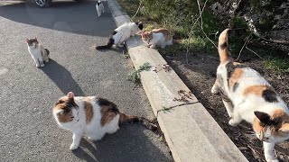 Stray cats / Уличные котики