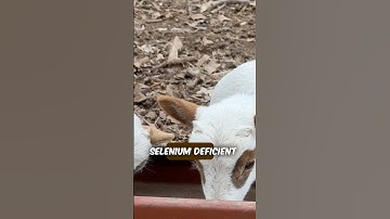 Selenium prevents white muscle disease, boosts immunity, supports reproduction, and promotes growth