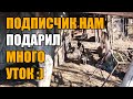 Нам подарили много живых уток. Жизнь в деревне обретает новые краски!