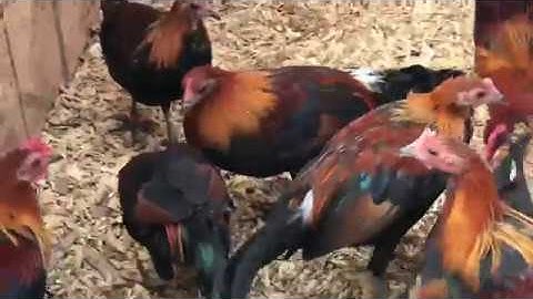 Jungle fowl chicks qaib qus qaib dib chickens